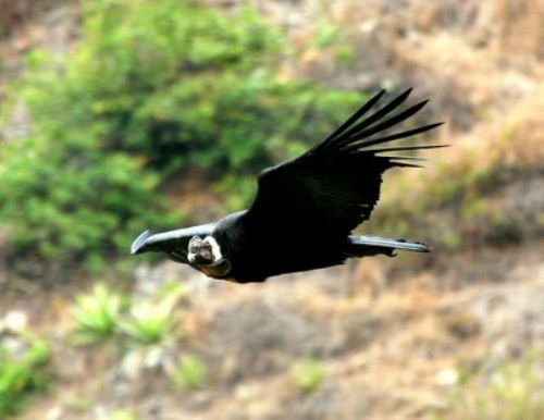 Andean Condor, Santa Eulalia Canyon, Lima, Perú Photo: Gunnar Engblom