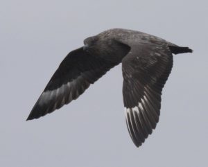 Chilean Skua Stercorarius chilensis. Photo: Gunnar Engblom