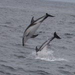 Dusky Dolphins. Photo: Gunnar Engblom