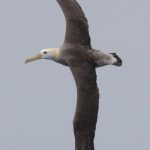 Waved Albatross Phoebastria irrorata. Photo: Gunnar Engblom
