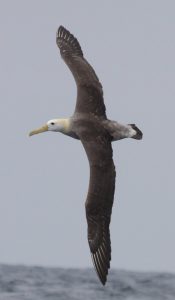 Waved Albatross Phoebastria irrorata. Photo: Gunnar Engblom