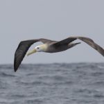 Waved Albatross Phoebastria irrorata. Adult. Photo: Gunnar Engblom