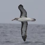Buller's Albatross Thalassarche bulleri . Photo: Gunnar Engblom