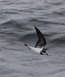 Hornby's (Ringed) Storm Petrel. Photo Gunnar Engblom