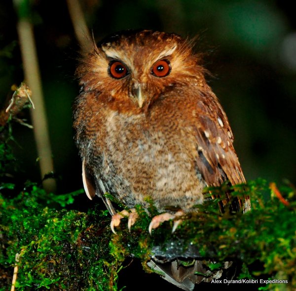 Long-whiskered Owlet Xenoglaux loweryi. Photo: Alex Durand