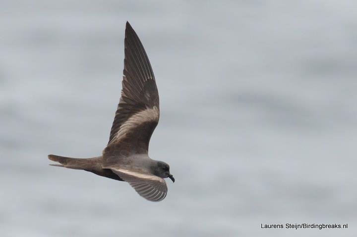 Markham's Storm-Petrel Laurens Steijn