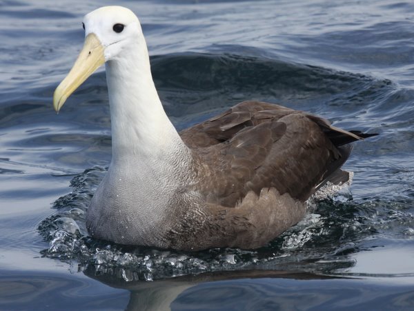 Waved Albatross, Lima Pelagics. Photo: Gunnar Engblom