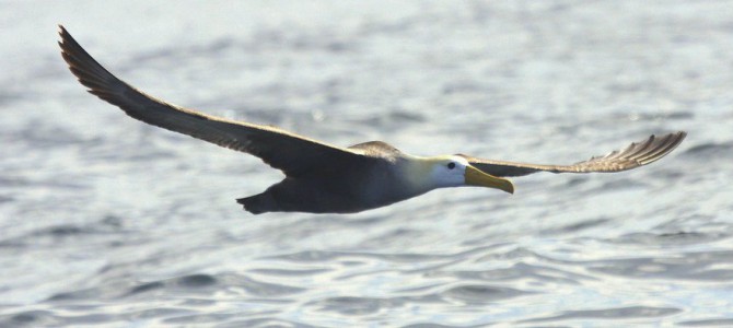 10 best birds of Lima pelagics