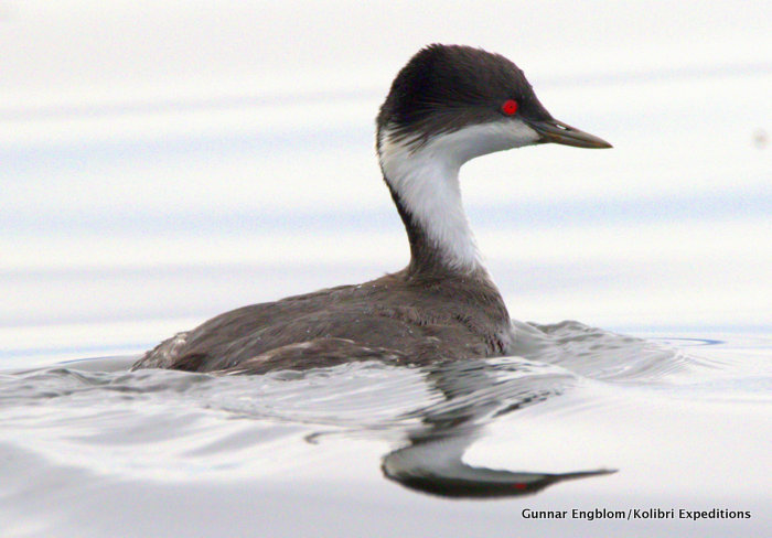 Close up of Junin Grebe Podiceps taczanowskii. Photo Gunnar Engblom