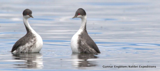 The Junin Grebe may go extinct and we did not even notice.