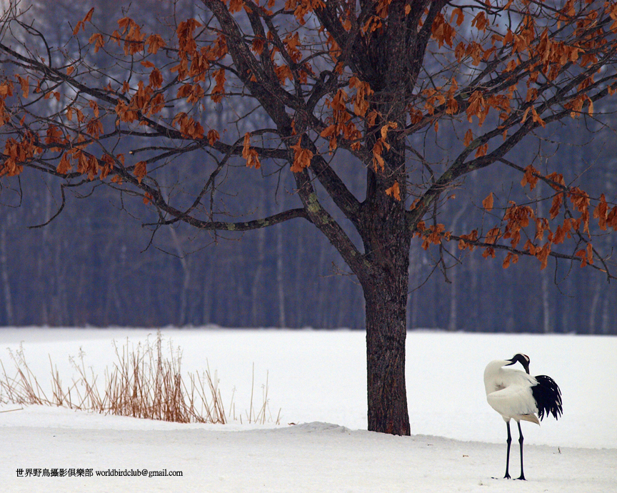 Red Crowned Crane, Hokkaido, Japan. Photo: ChunHsien Huang