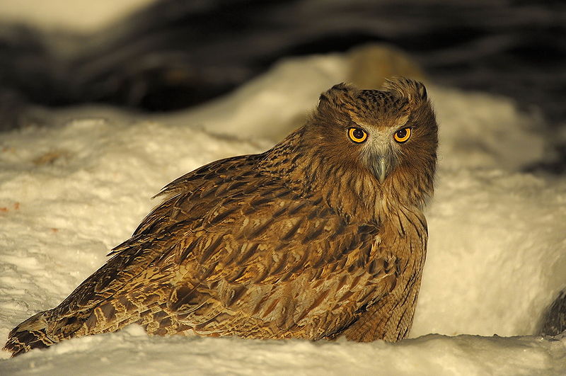 One of the largest Owls in the world can be seen at a feeding station in Hokkaido. Photo: Robert tdc