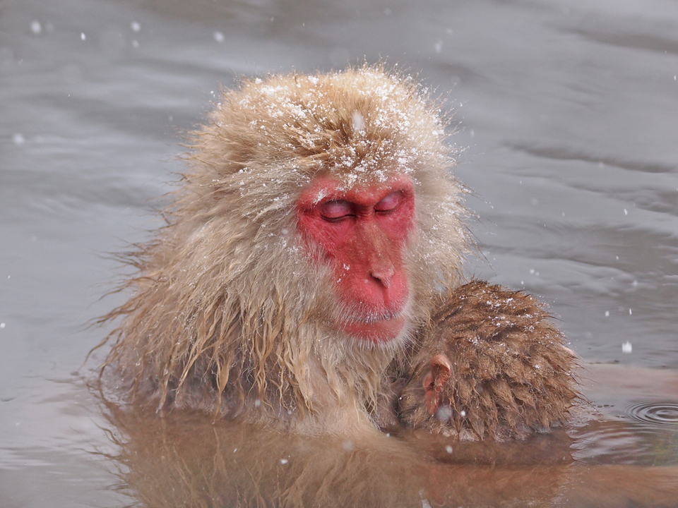 Snow Monkey - Japanese Macaque, Japan. Photo: CHun Hsien Huang