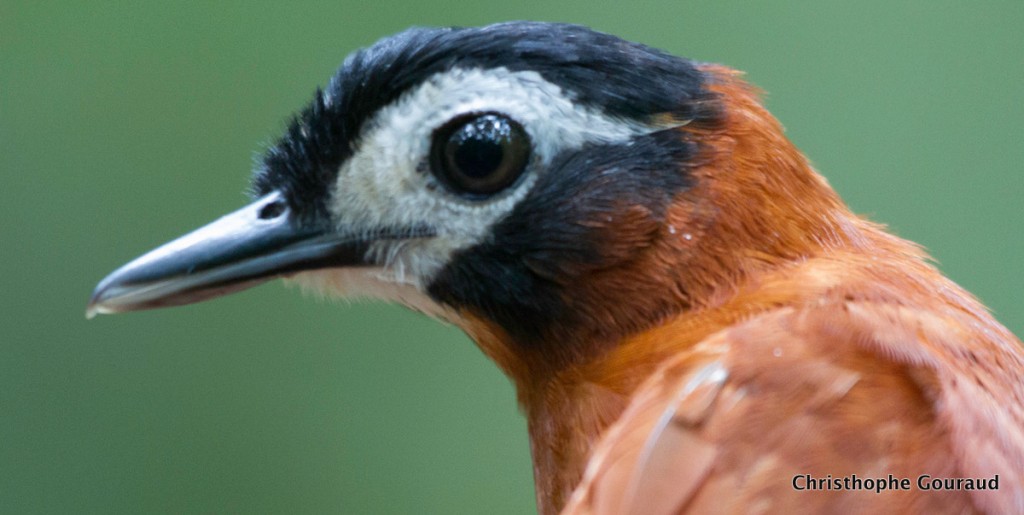 White-masked-Antbird-Pithys-castaneus-Christophe-Gouraud