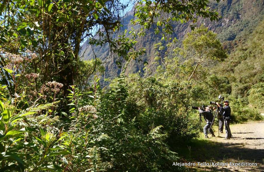 Birding Satipo Road. Photo: Alejandro Tello