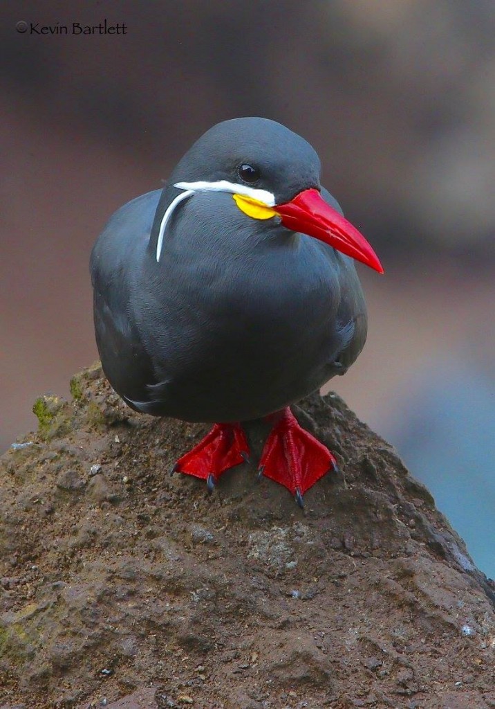 Inca Tern - Kevin Bartlett