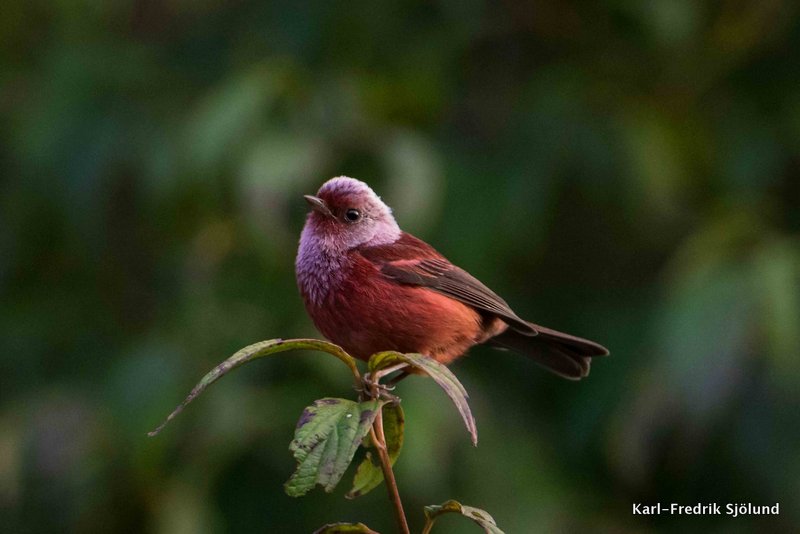 pink headed warbler-002