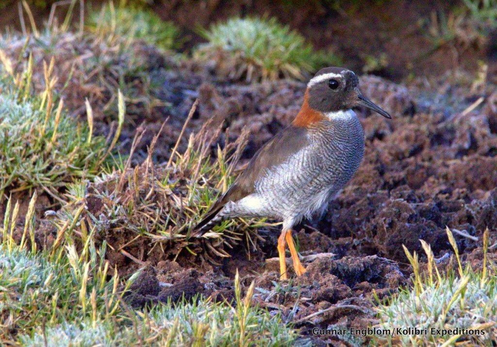 Diademed Sandpiper-Plover at Ticlio bog. Photo. Gunnar Engblom