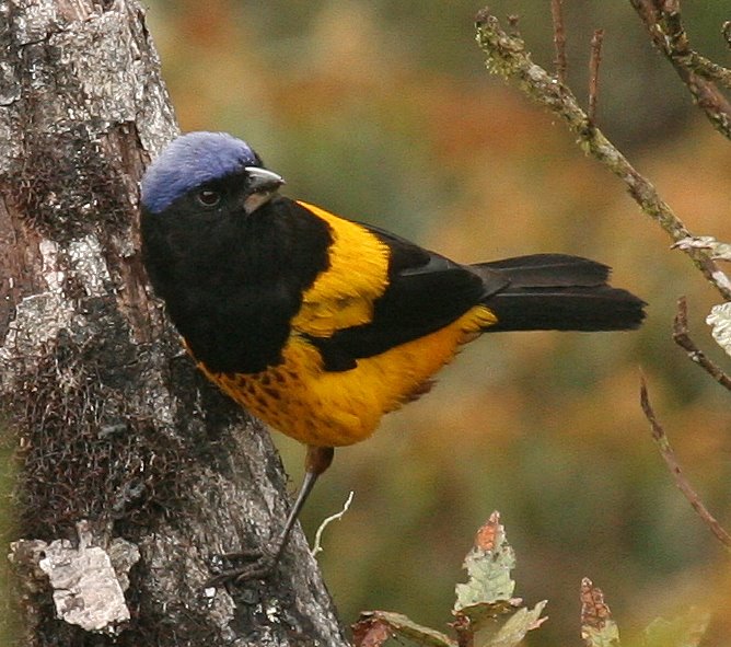 Golden-backed Mountain-Tanager Buthraupis aureodorsalis at Bosque Unchog. Photo Gunnar Engblom