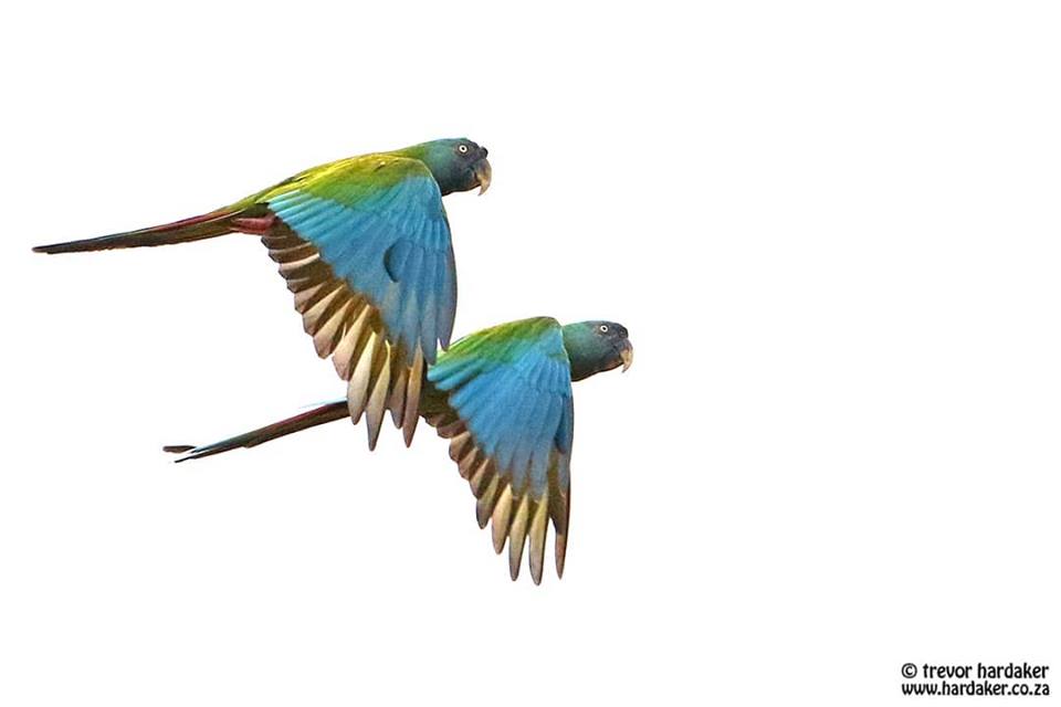 Blue-headed Macaw (c) Trevor Hardaker