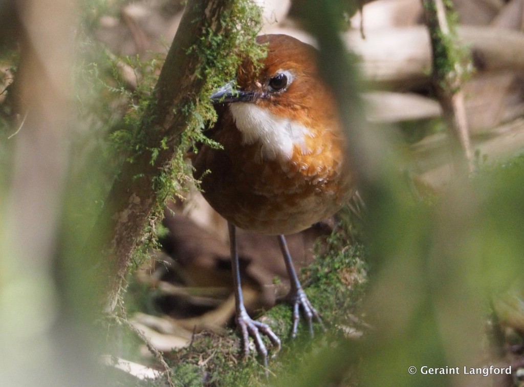 Red-and-White Antpitta by Geraint Langford om Manu road Cusco