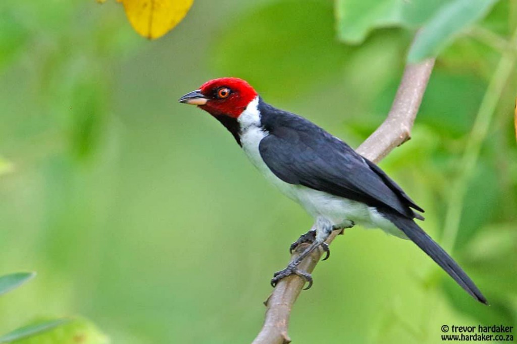 Red-capped Cardinal. Trevor Hardaker. Puerto Maldonado, Peru