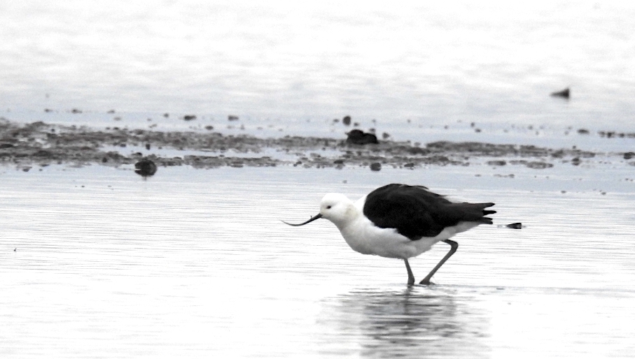 Andean Avocet - Juan Julca