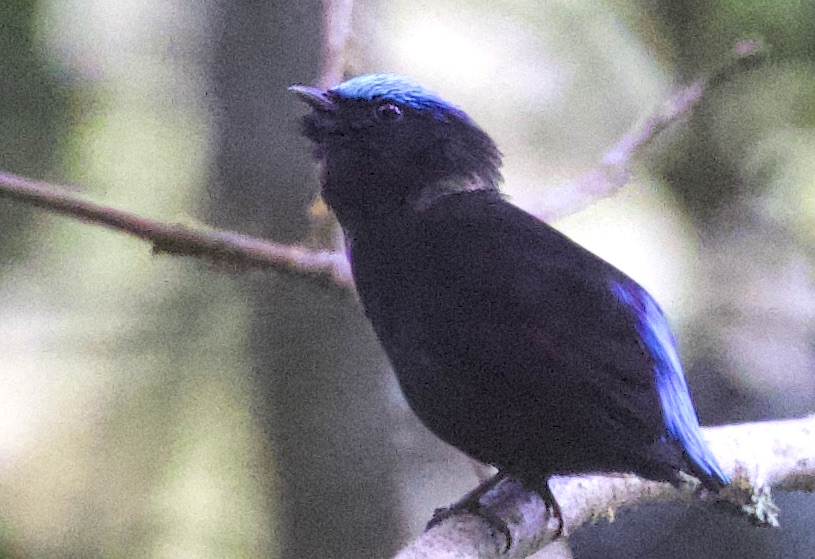 Cerulean-capped Manakin. HACIENDA ARMORIQUE - Gunnar ENGBLOM