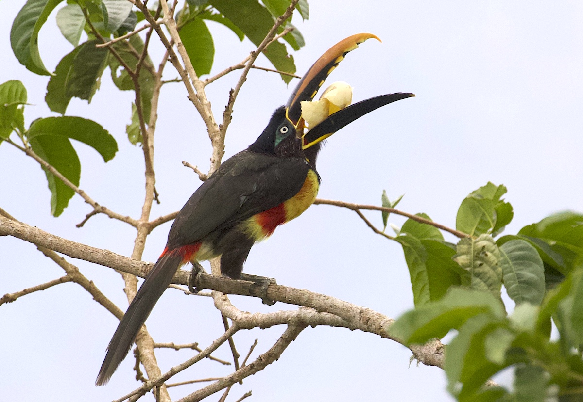 Chestnut-eared Aracari - Gunnar Engblom _ Armorique