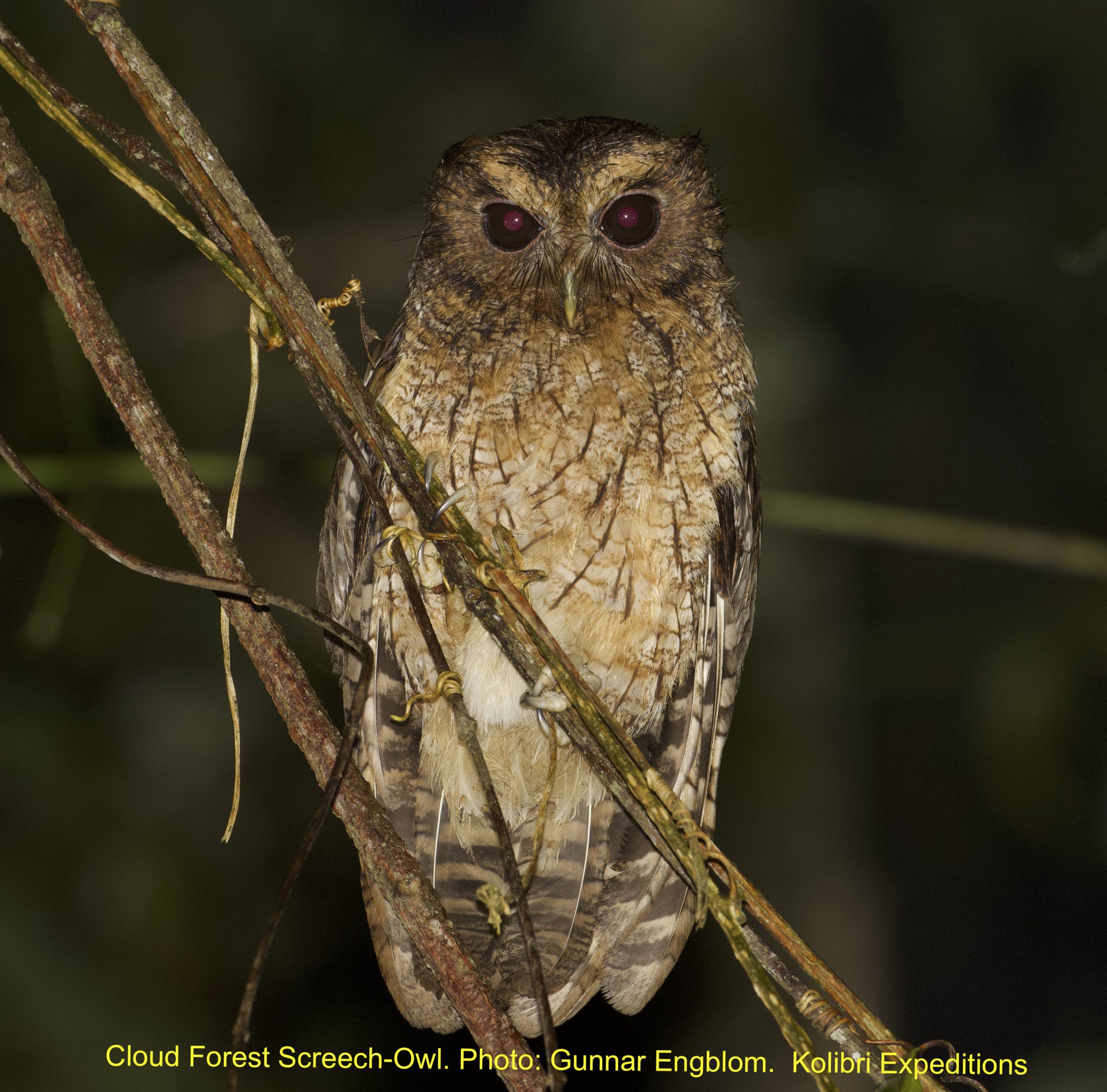 Cloud-forest Screech-Owl - Hacienda Armorique. Gunnar Engblom