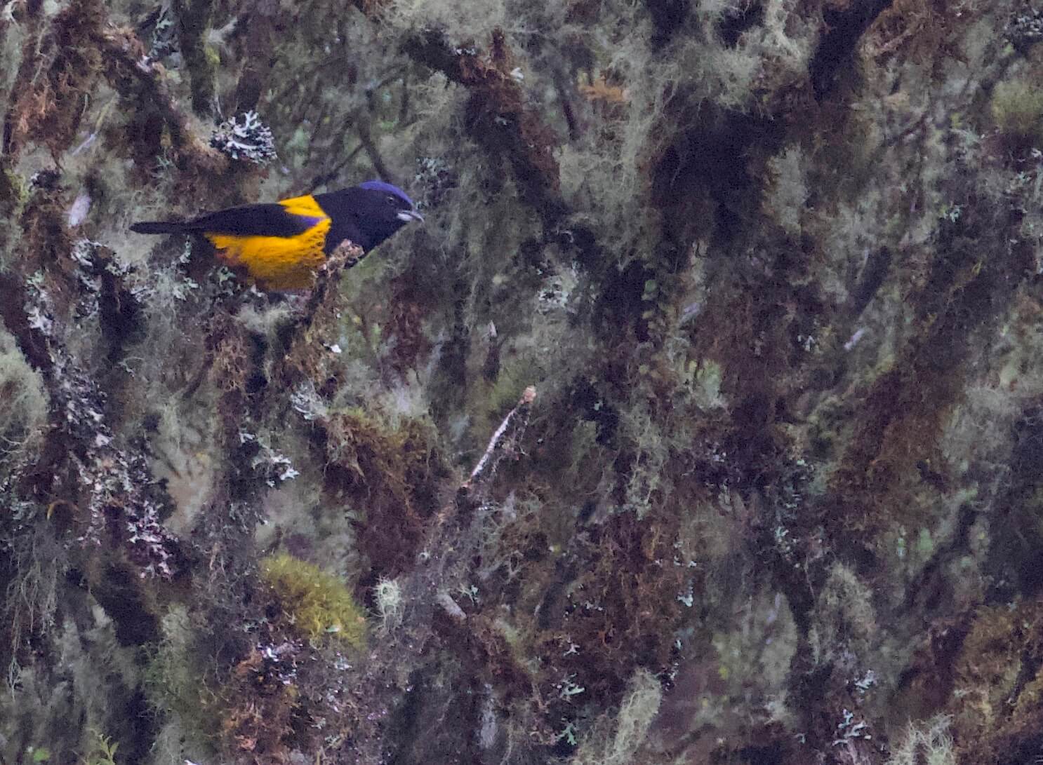 Golden-backed Mountain-Tanager. Bosque Unchog. Nov 22, 2020. Gunnar Engblom