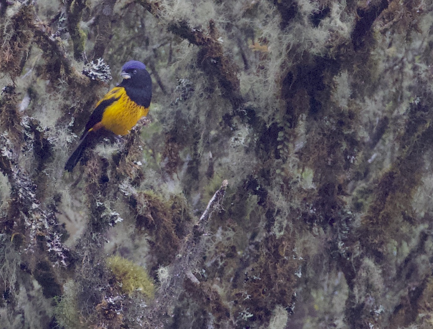 Golden-backed Mountain-Tanager.