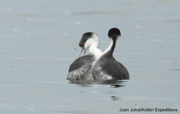 Junin Grebe - Juan Julca