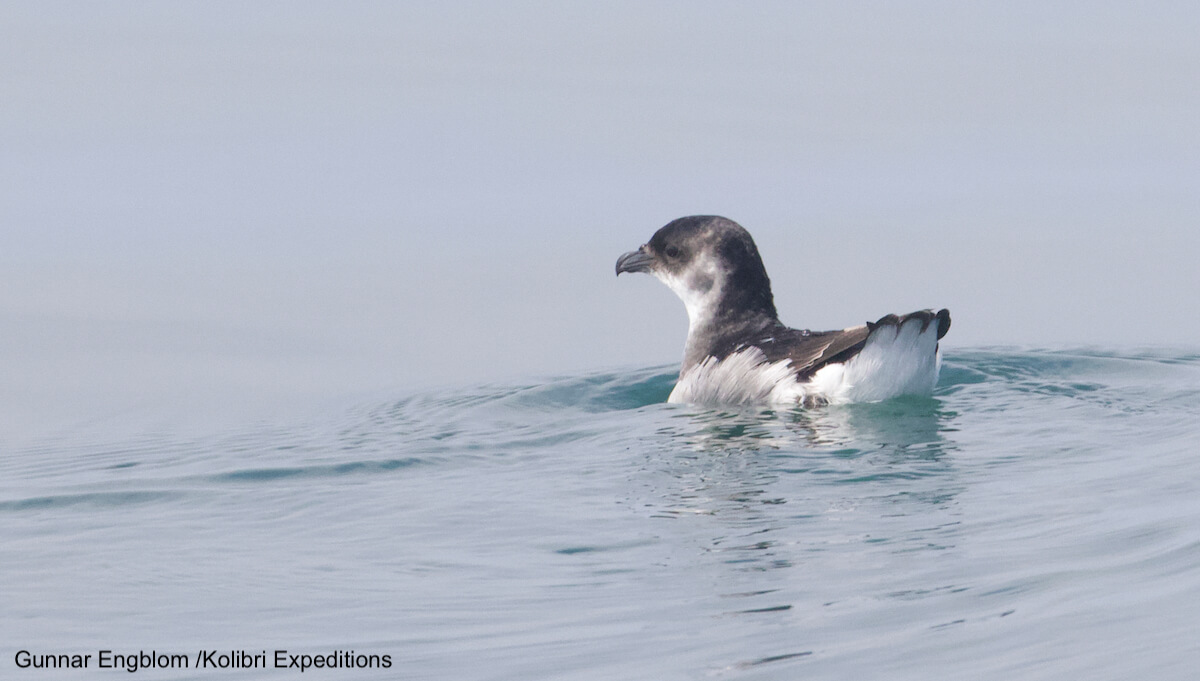 Peruvian Diving-Petrel. Pelecanoides garnotii. Potoyunco. Gunnar Engblom. 