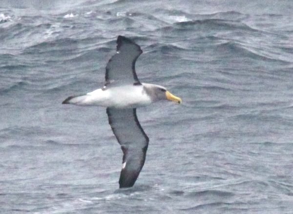 Chatham Island Albatross Thalassarche eremita. Peru Pelagics Gunnar Engblom