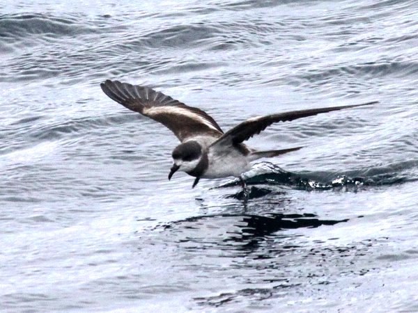 Hornby's Storm-Petrel Oceanodroma Hornbyi Photo: Gunnar Engblom