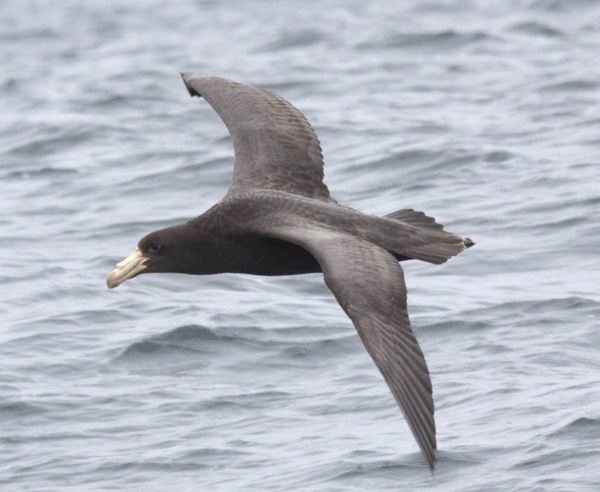 Northern Giant-Petel Macroncetes halli Pelagic Peru. Photo Gunnar Engblom