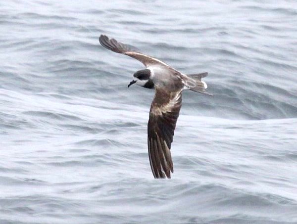 Ringed Storm-Petrel Oceanodroma hornbyi. Photo: Gunnar Engblom