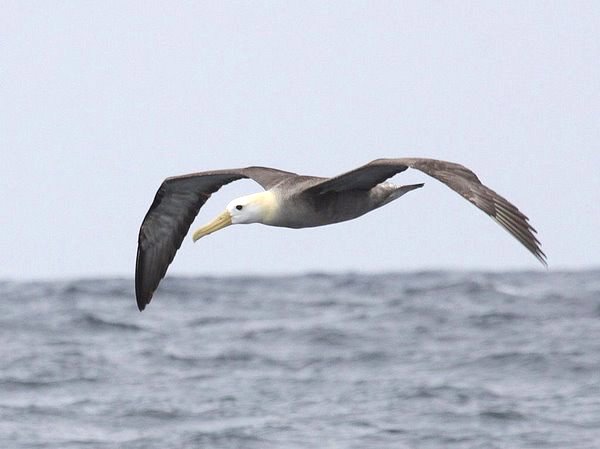 Waved Albatross. Phoebastria irrorata. Pelagic Peru. Photo. Gunnar Engblom