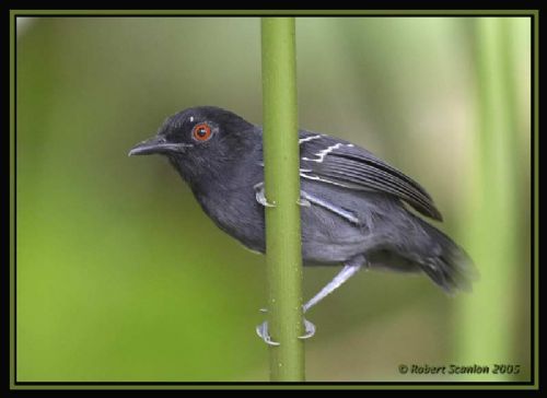 Black-tailed Antbird - Photo: Robert Scanlon