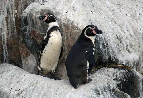 Humboldt Penguin - Photo: Gunnar Engblom